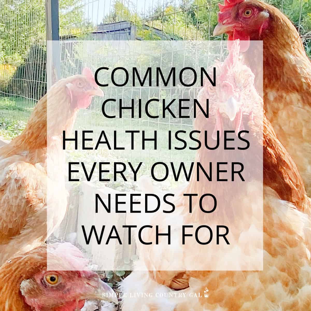 common chicken health issues