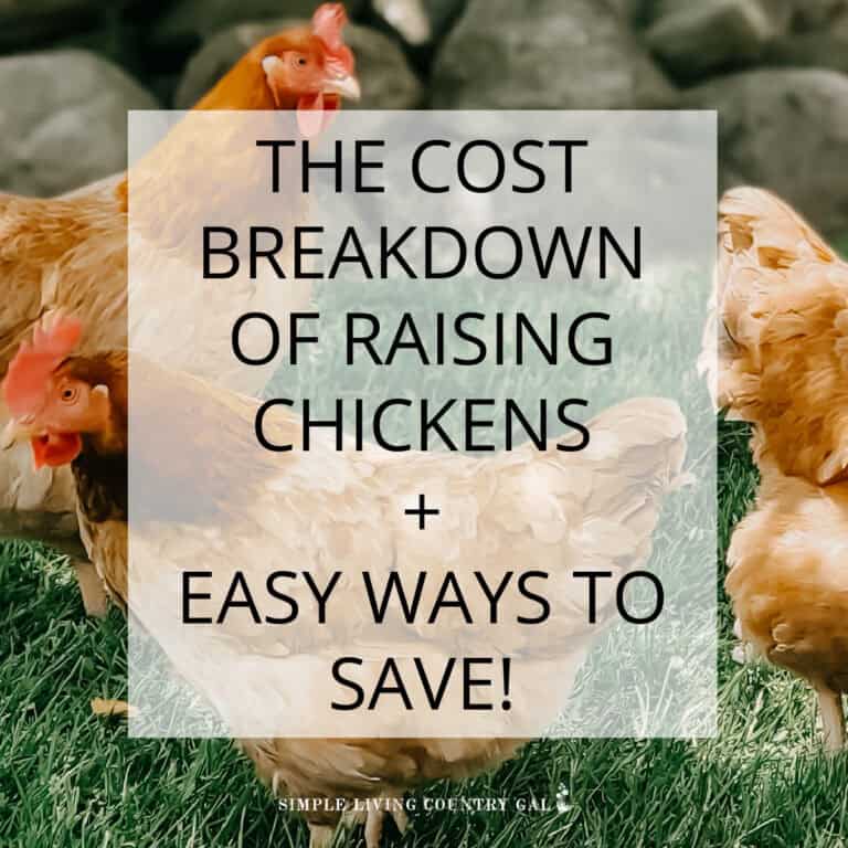 COST OF RAISING CHICKENS
