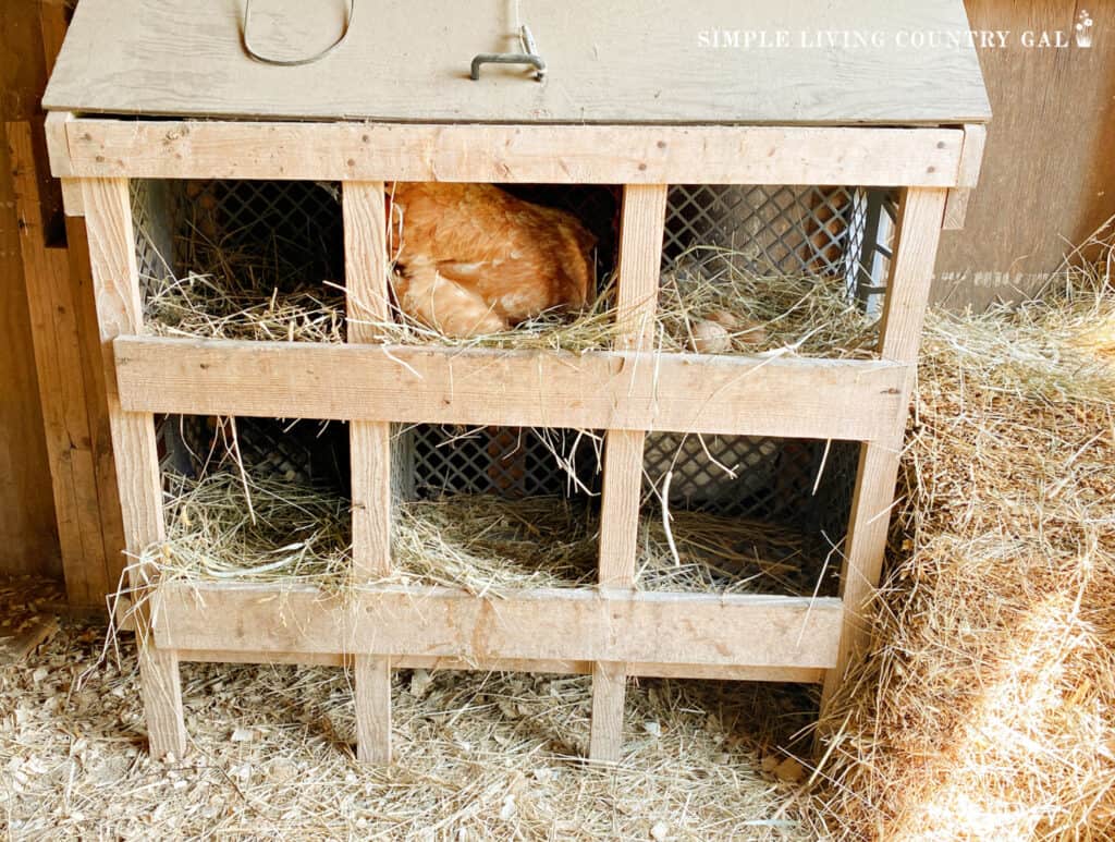 DIY milk crate nesting boxes in a chicken coop