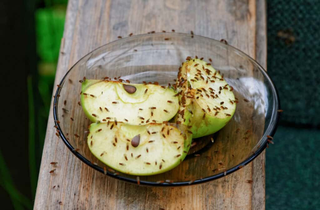 a bowl of apples covered in fruit flies