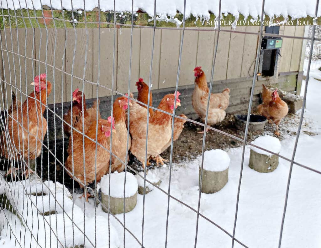 a group of chickens standing in a chicken run with snow all around