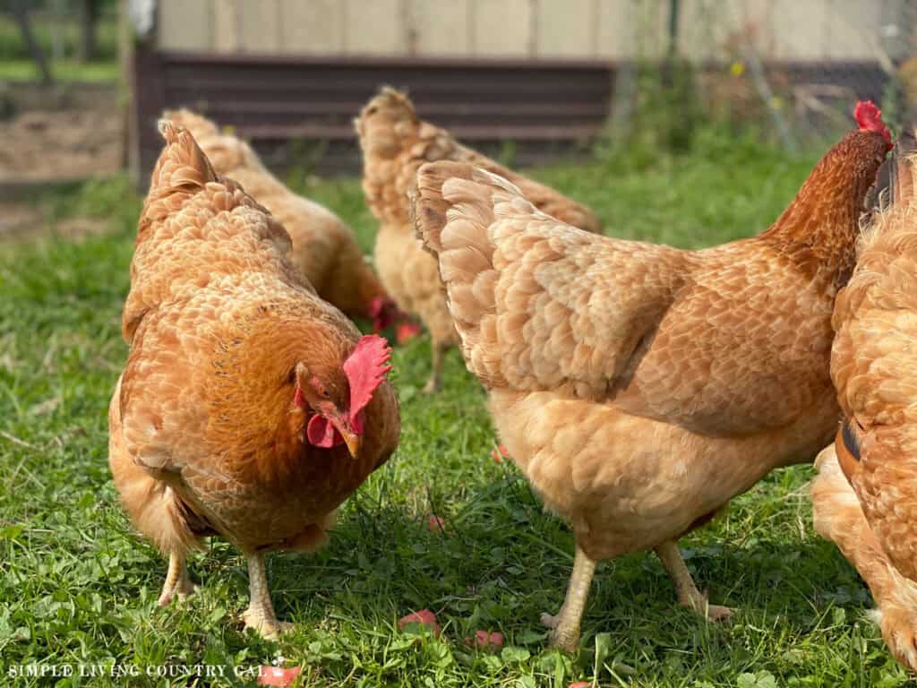 chickens eating healthy treats in a run of a coop