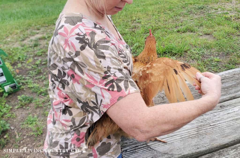 hands fanning out the feathers of an Americana chicken checking for parasites