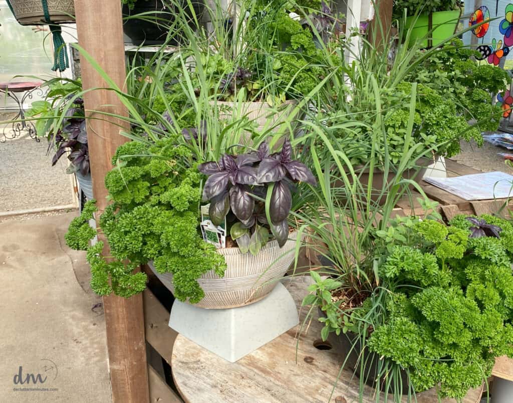 herb containers growing in a nursery