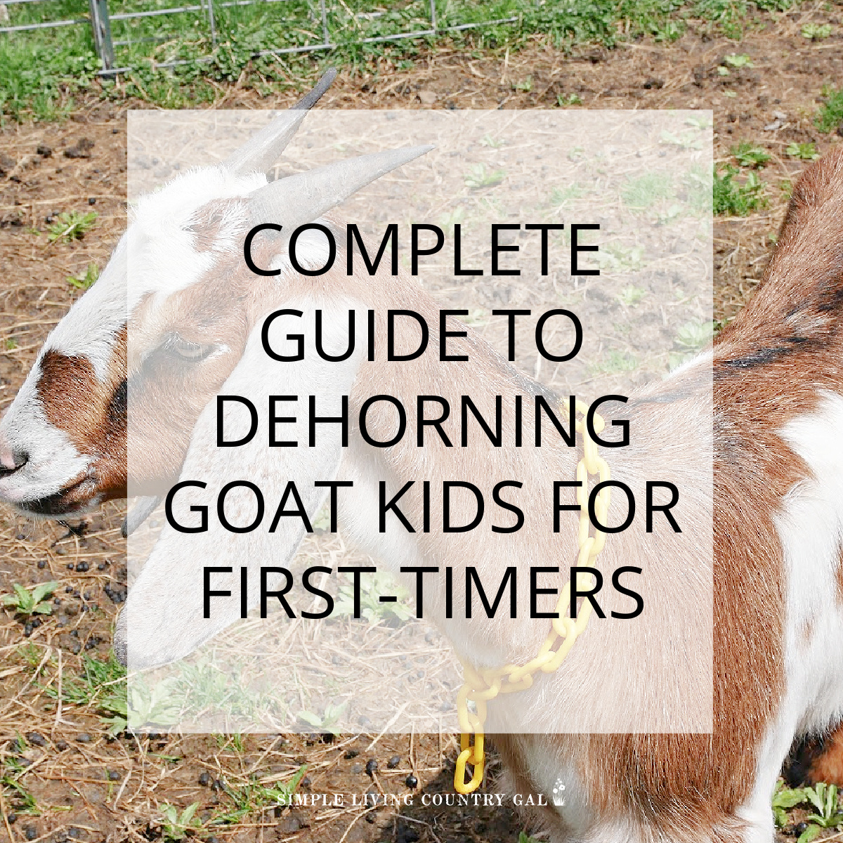 Disbudding Baby Goats