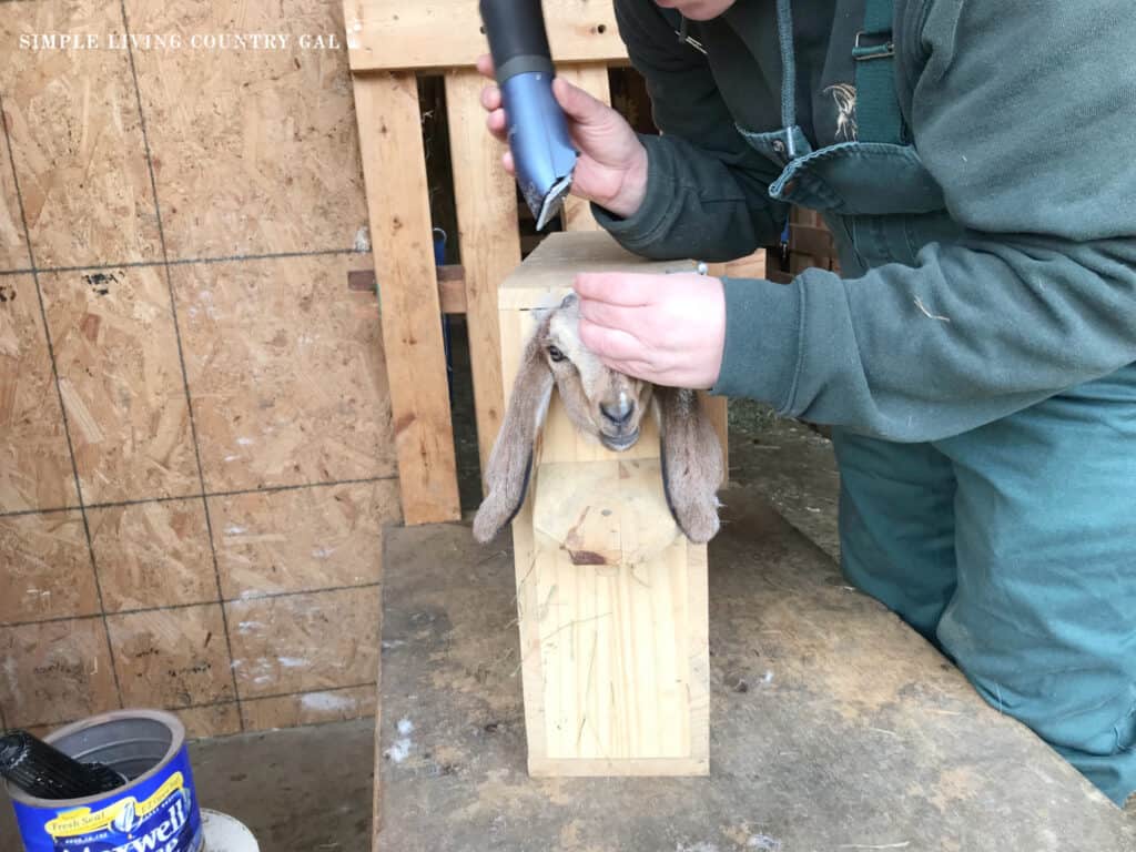 a goat kid being shaved in a kidding box for disbudding
