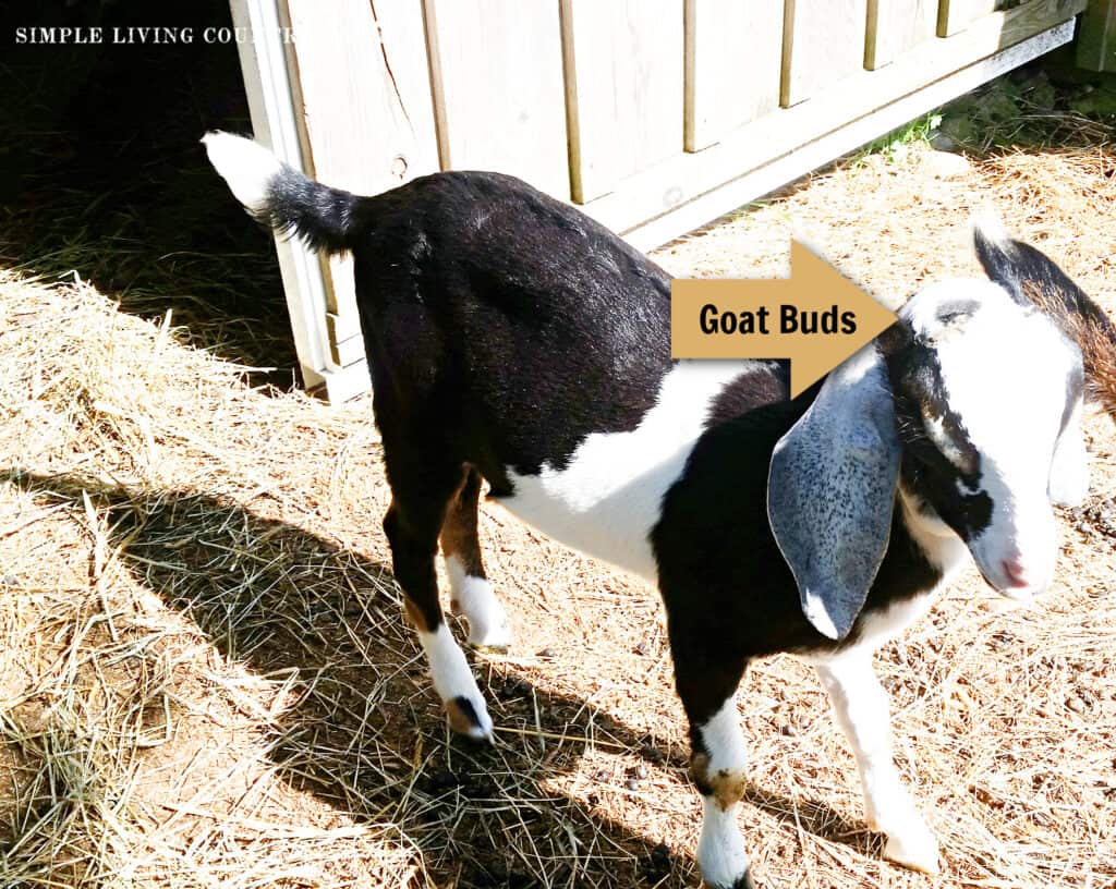a gold arrow pointing to a goat with horn buds