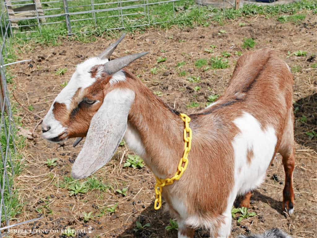 a goat with horns standing in a outdoor pen