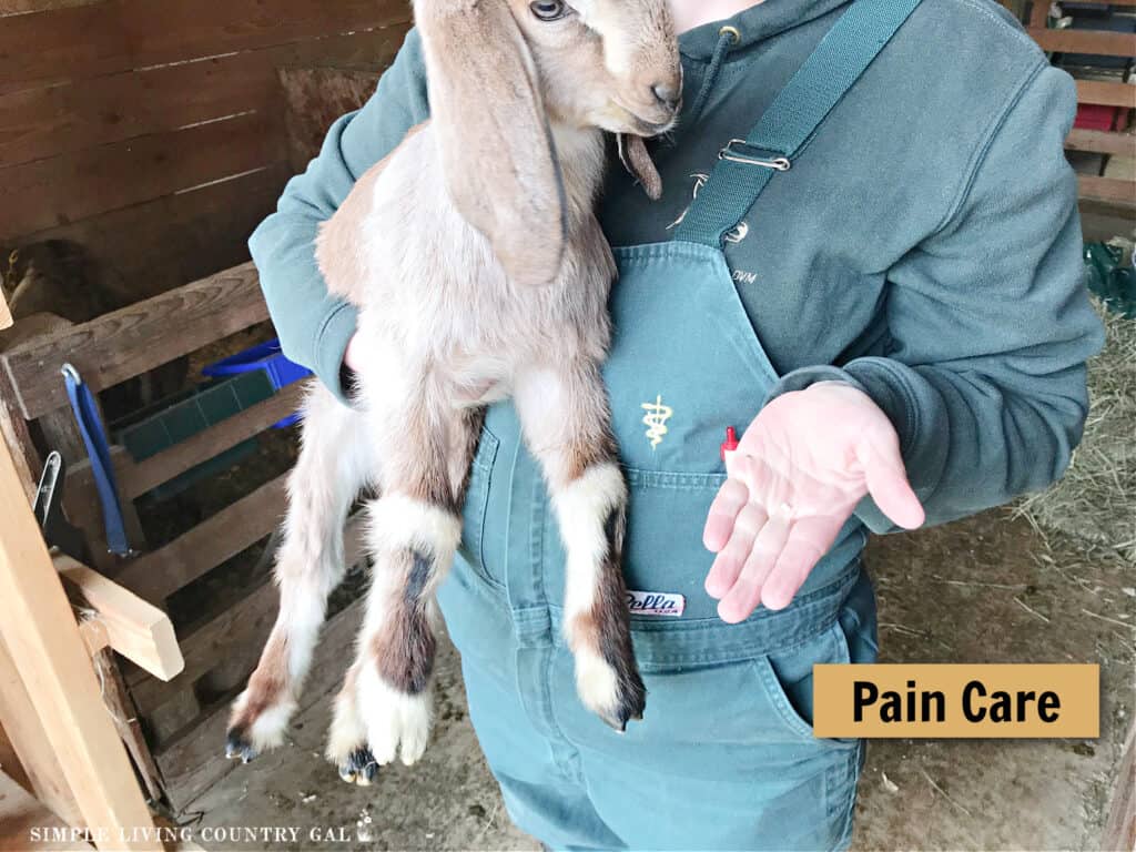 a hand holding meds for a young goat kid
