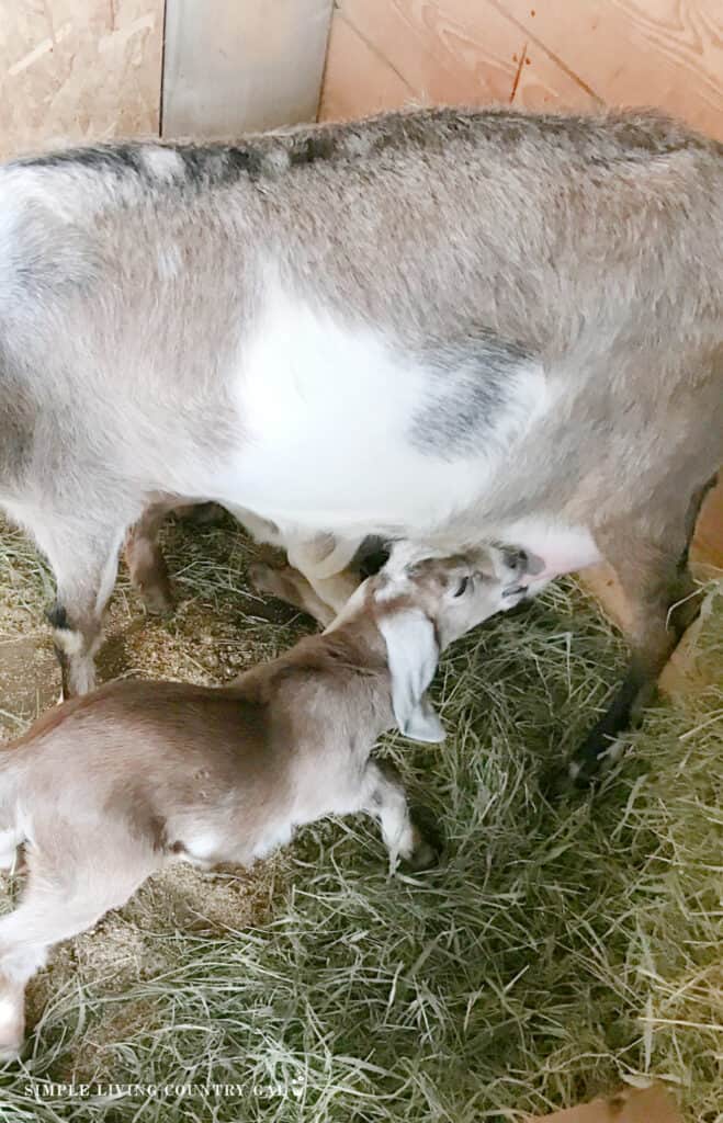 a young goat kid nursing on a doe
