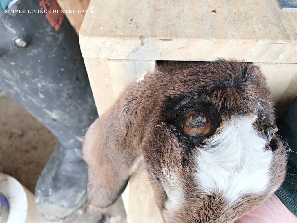 close up of a copper ring on a goat kid