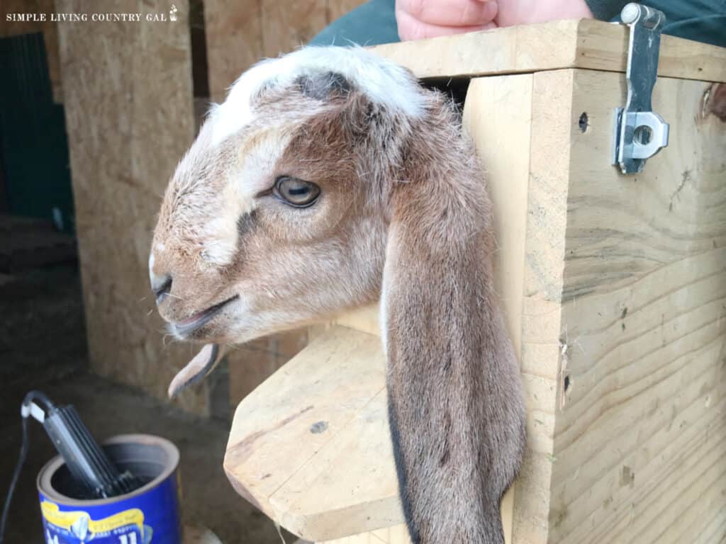 goat kid in a disbudding box with an iron nearby