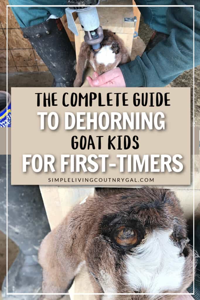 Disbudding Baby Goats