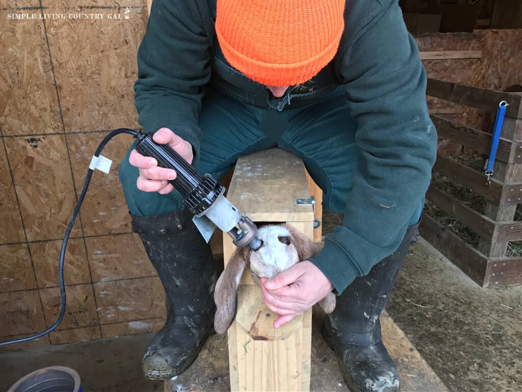 kid being dehorned by a vet in a kidding box