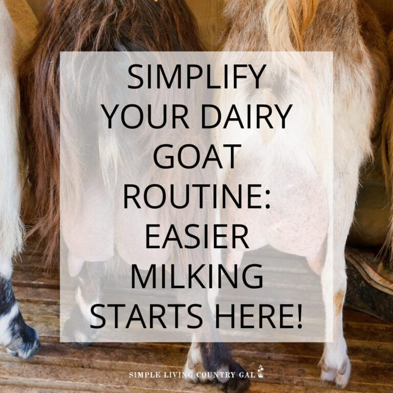 Creating a Milking Routine for Dairy Goats