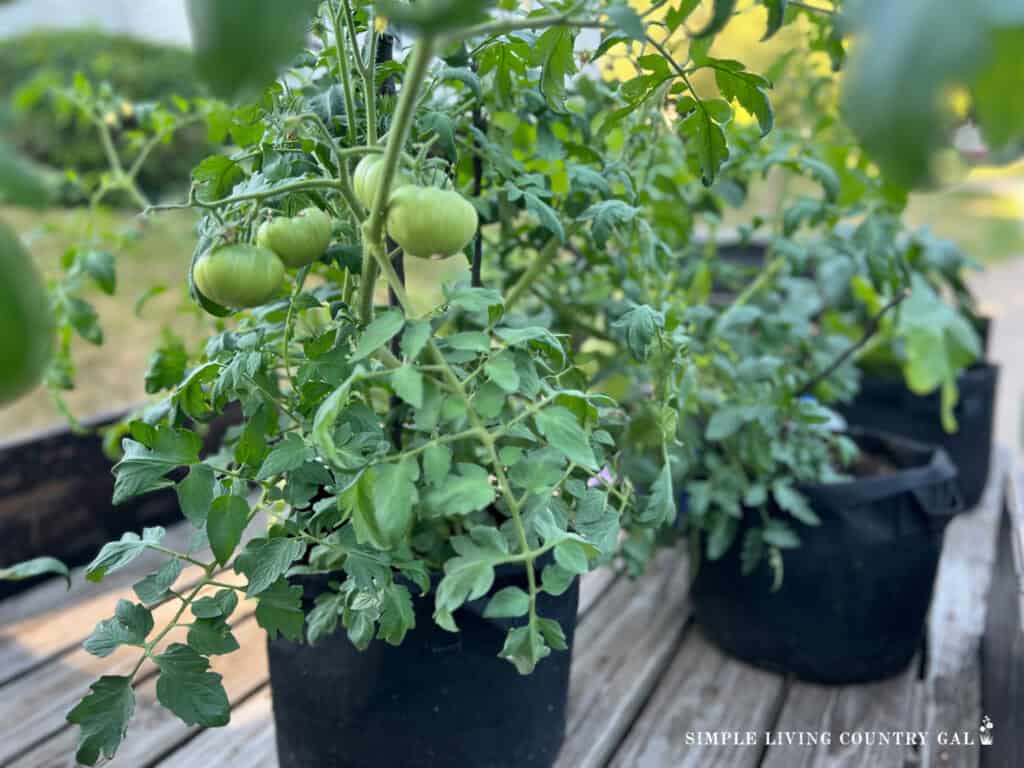a close up of green tomatoes in a grow bag