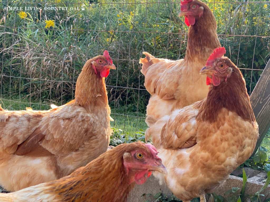 a closeup shot of 4 Americana hens in an outside run
