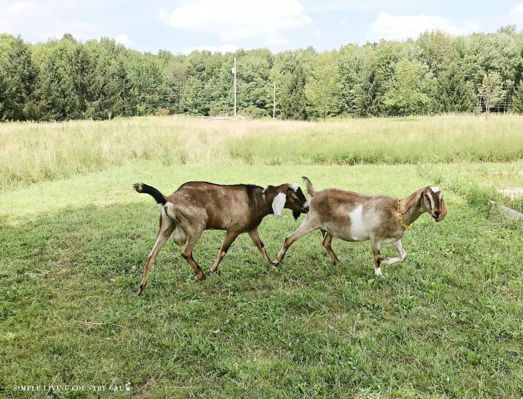 a goat buck sniffing the back end of a doe