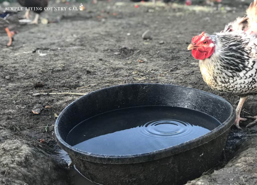 a grey and white chicken drinking water from a black rubber bowl