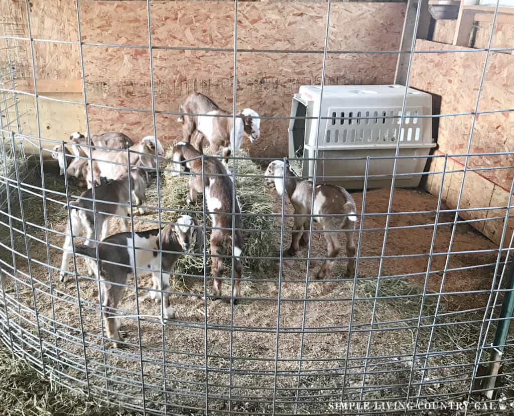 a group of goat kids in a pen playing