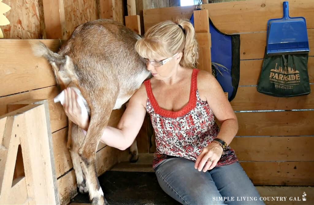 a woman cleaning an udder of a goat in a milk stall of a barn
