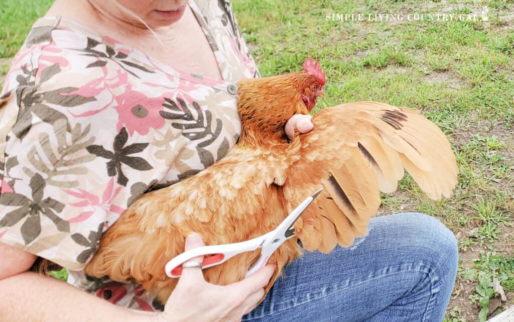 a woman using scissors to clip a chicken's feathers