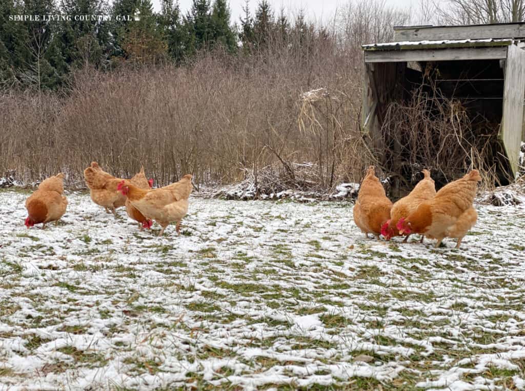 chickens foraging in the snow outside of a coop