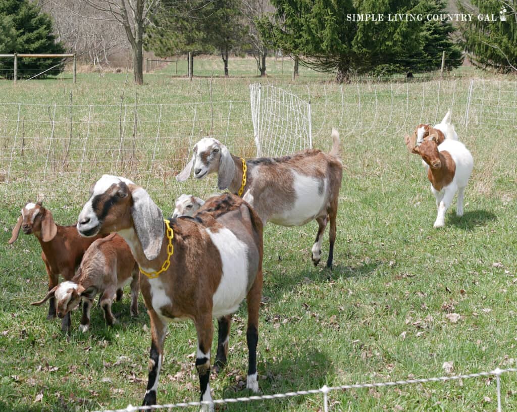 goats grazing in an enclosed are with a temporary fence