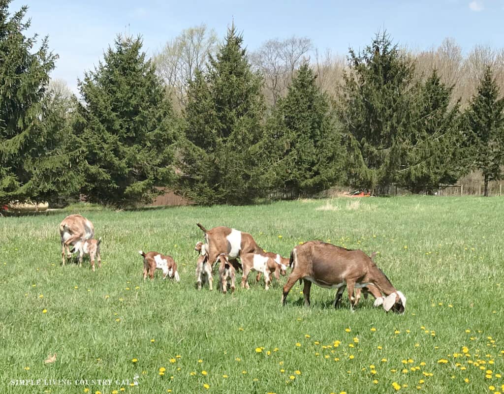 goats out grazing on fresh green pasture