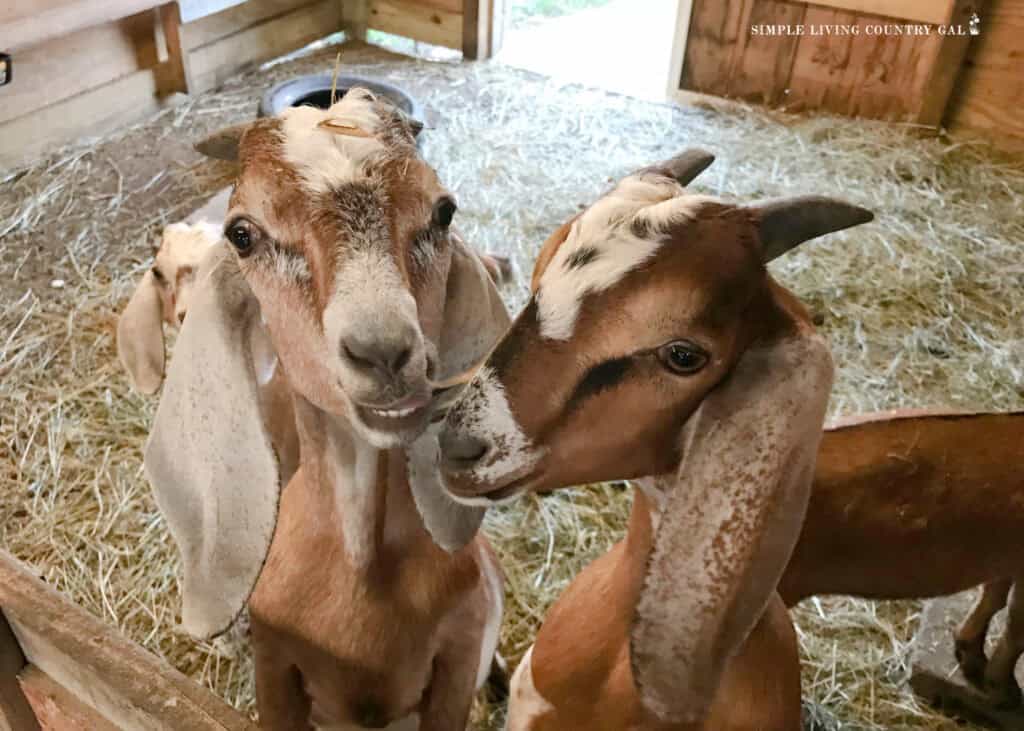 nubian goats smiling at the camera