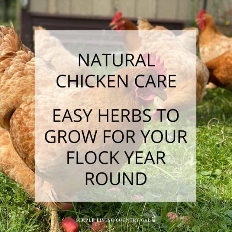 Best Herbs to Grow for Healthy Chickens