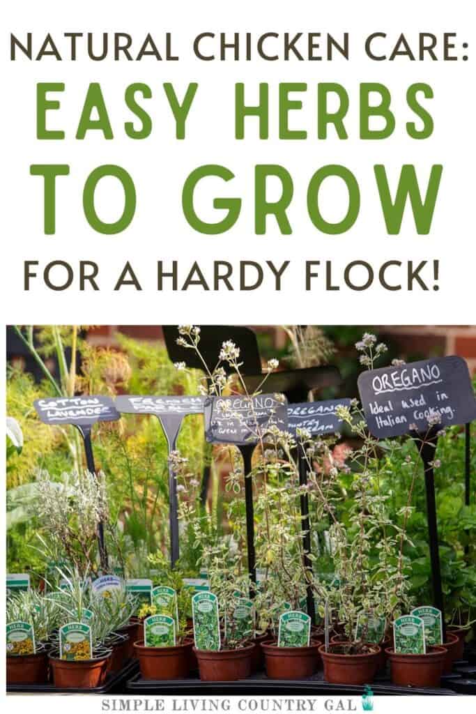 Natural Chicken Care: Easy Herbs to Grow for a Hardy Flock!