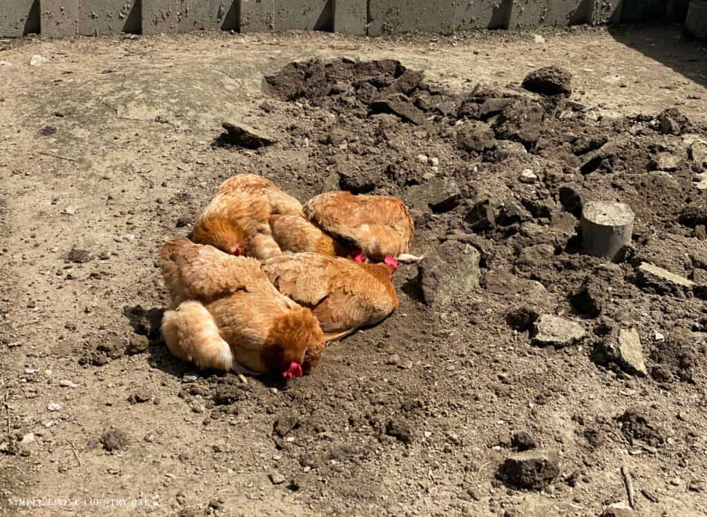 a group of chickens taking a dust bath in loose soil
