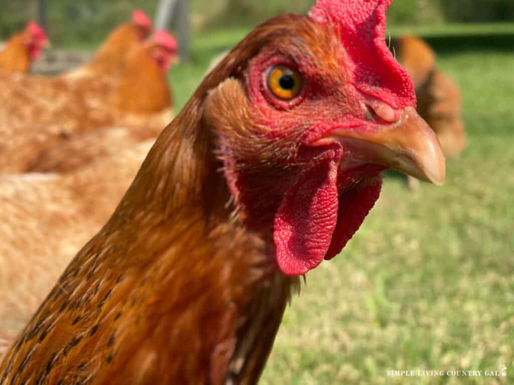 a very close up photo of a new hampshire chicken