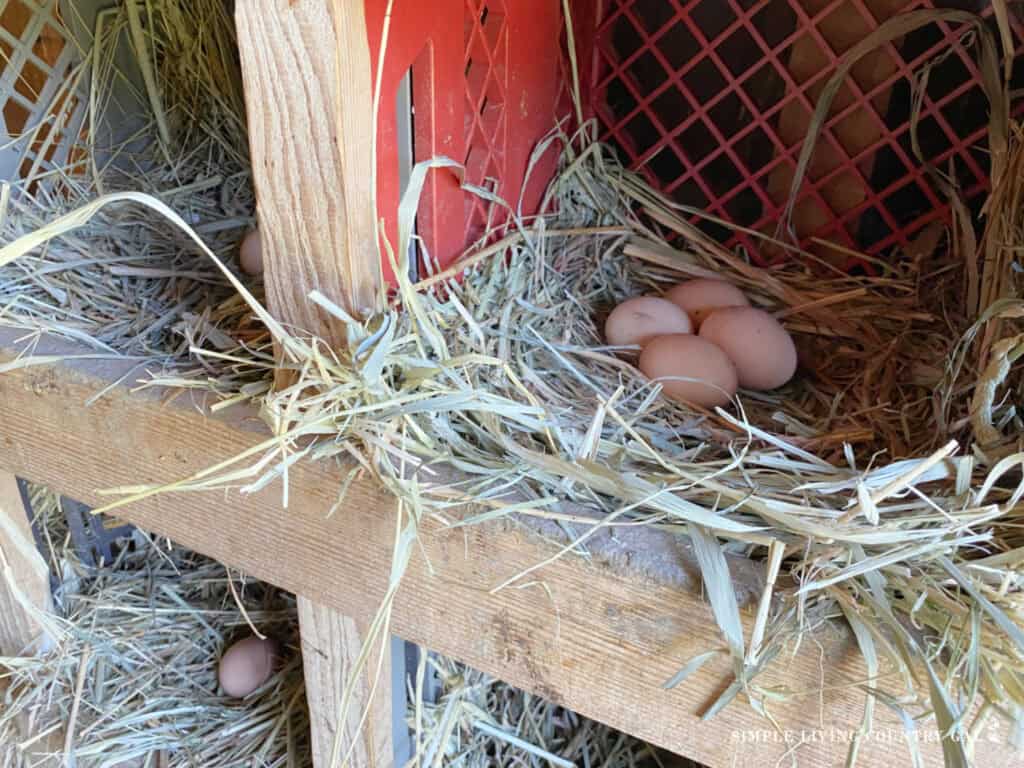 eggs in a nesting box