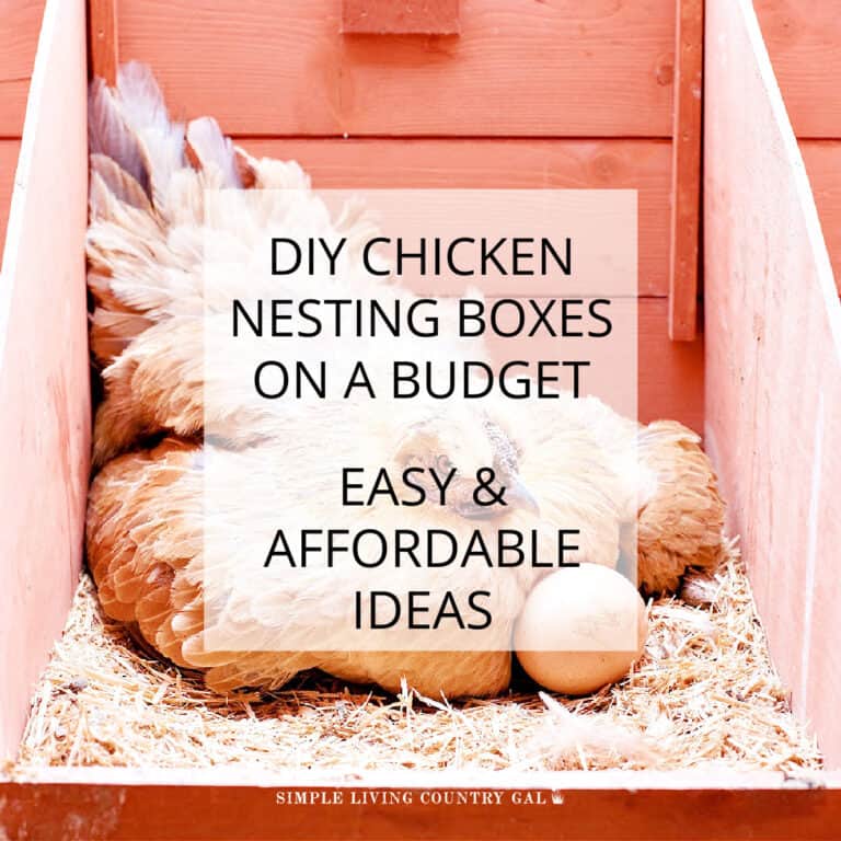 DIY CHICKEN NESTING BOXES ON A BUDGET
