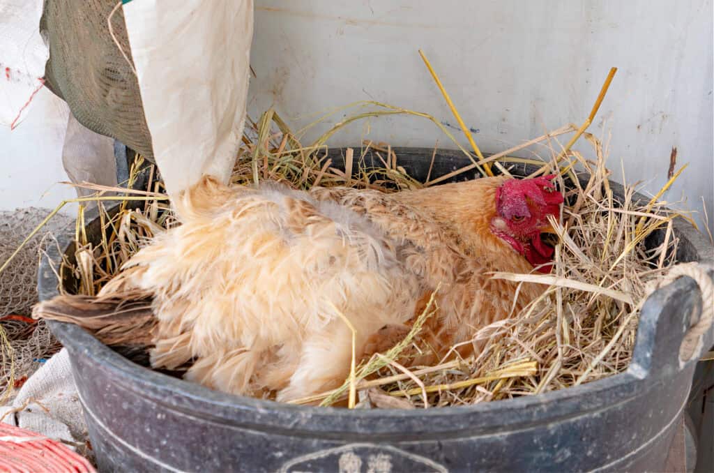 a chicken sitting in a hay filled bucket