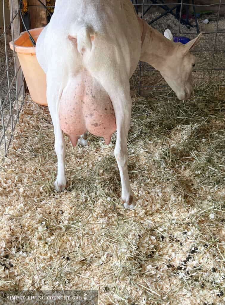 a full udder of a white alpine goat