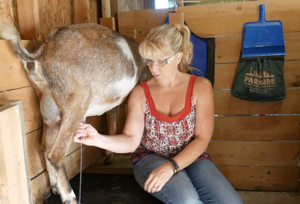 a woman in red stripping the udder of a goat