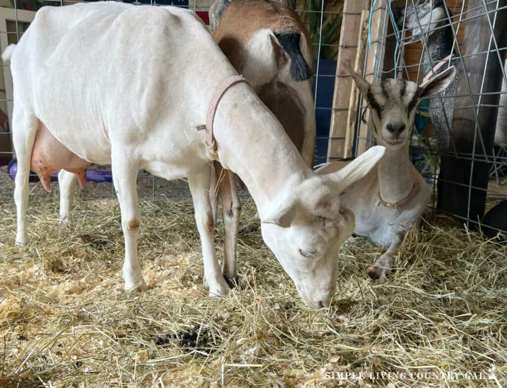 dairy goat eating hay off the floor of a pen