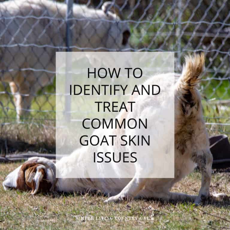 How to Identify and Treat Common Goat Skin Issues