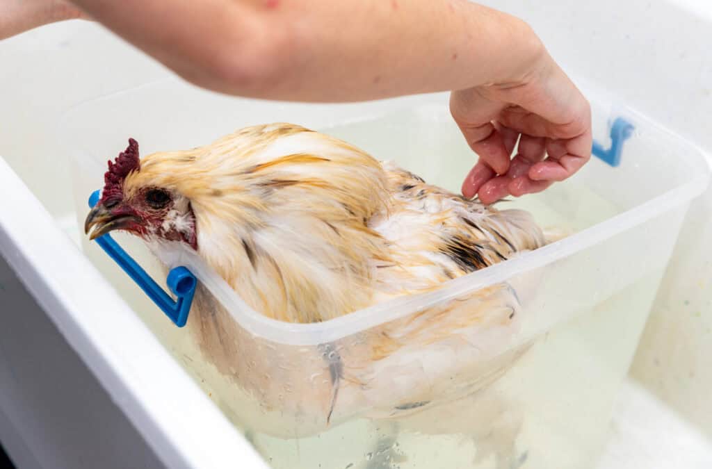 a chicken in a tub of water in a sink