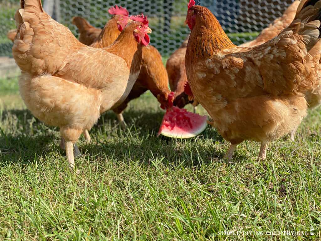 a group of golden chickens eating watermelon in the grass