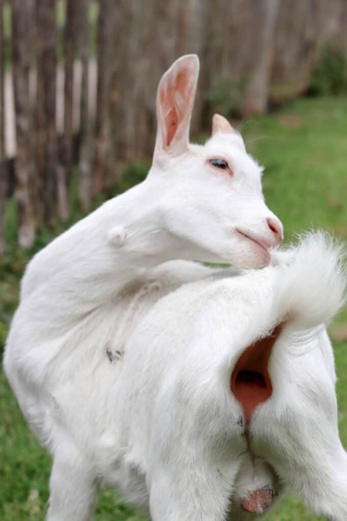 a white goat biting her back for a scratch