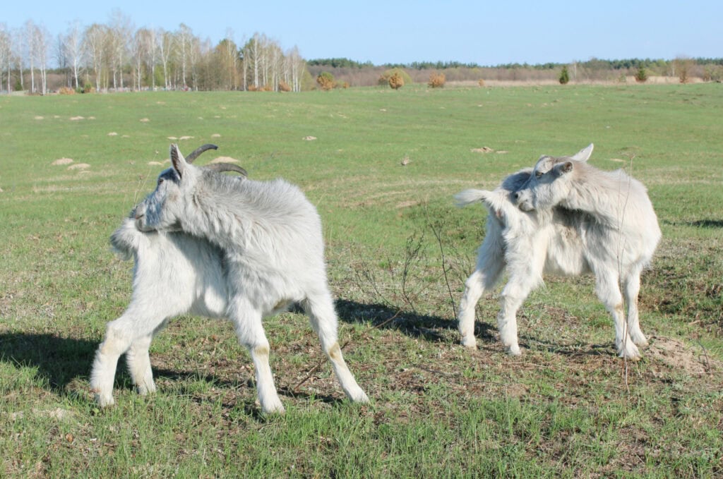 goat biting her rump for skin issue itch