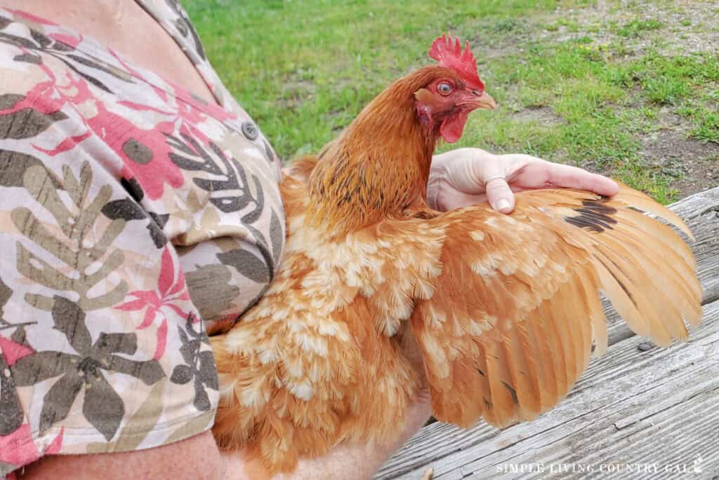 hands fanning out the feathers of a Americana chicken