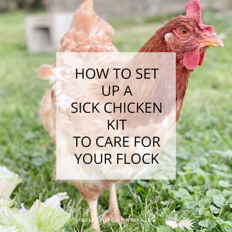 how to set up a sick chicken kit