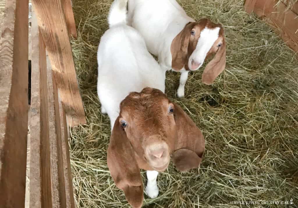 two boer goats in a sick pen for skin issues