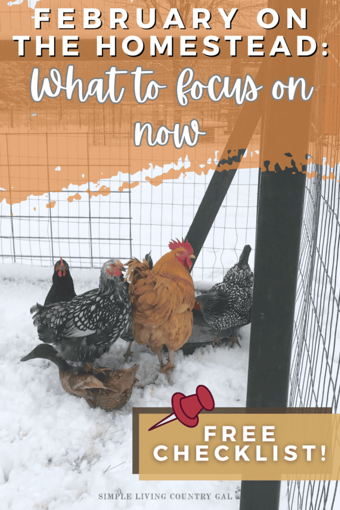 February on the Homestead: What to Focus on Now