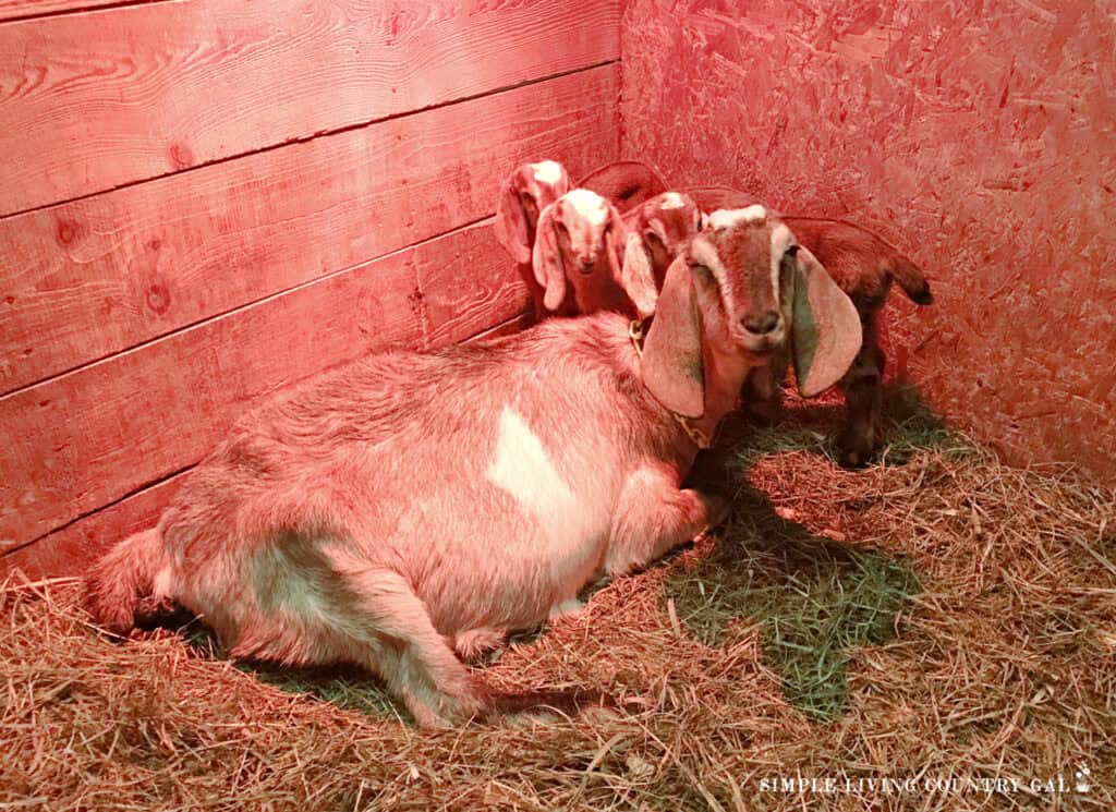 Female goat with her three young kids